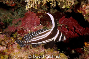 Spotted Drum, Roatan Marine Park by David Gilchrist 